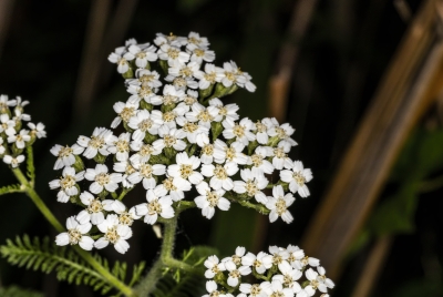Common Yarrow May 2025